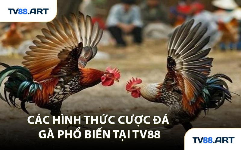 Các Hình Thức Cược Đá Gà Phổ Biến Tại TV88
