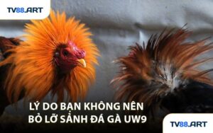 Lý Do Bạn Không Nên Bỏ Lỡ Sảnh Đá Gà UW9