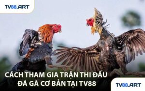 Cách tham gia trận thi đấu đá gà cơ bản tại TV88